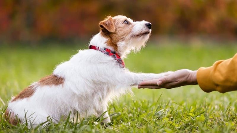 Let Pets Approach First