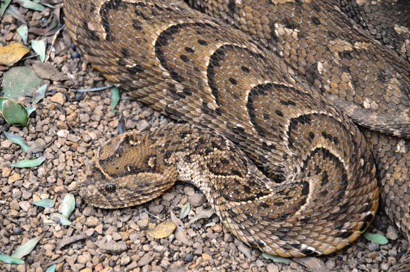 Puff Adder