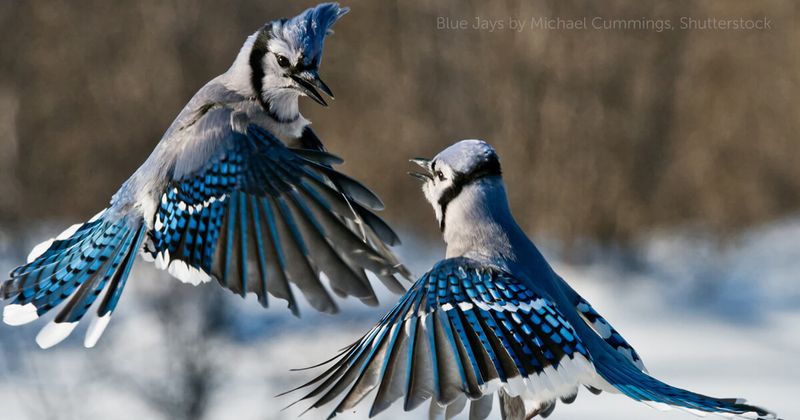 Blue Jay