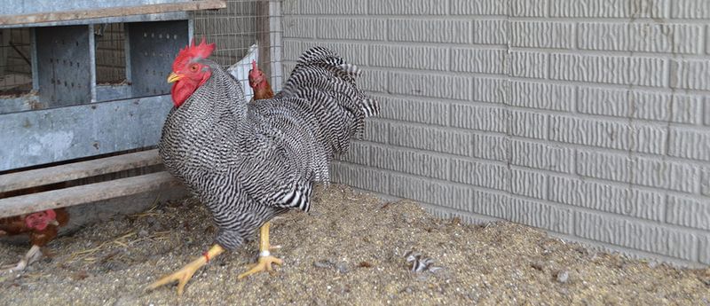 Plymouth Rock (Barred Rock)