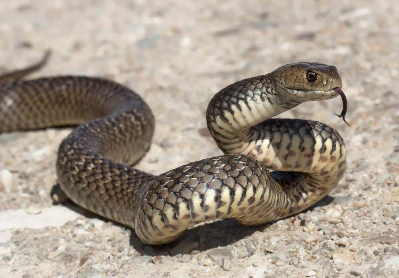 Brown Snake