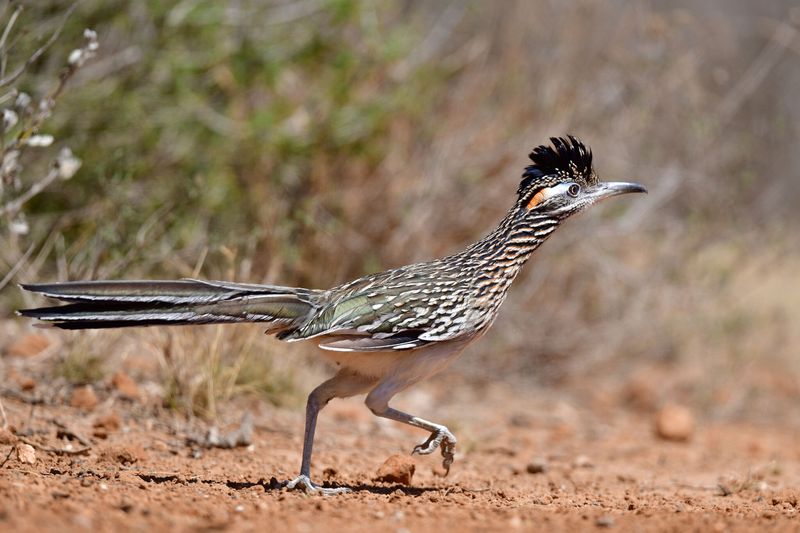Roadrunner
