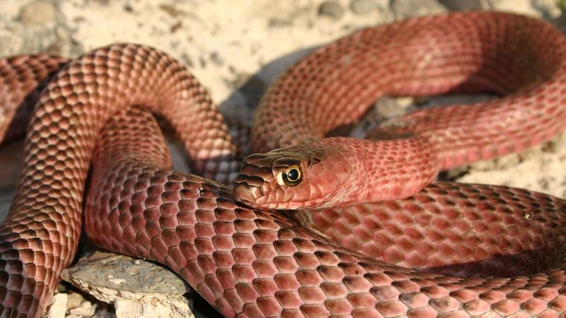 Coachwhip