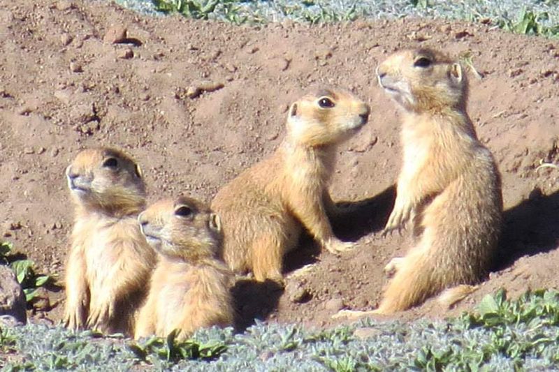 Utah Prairie Dog