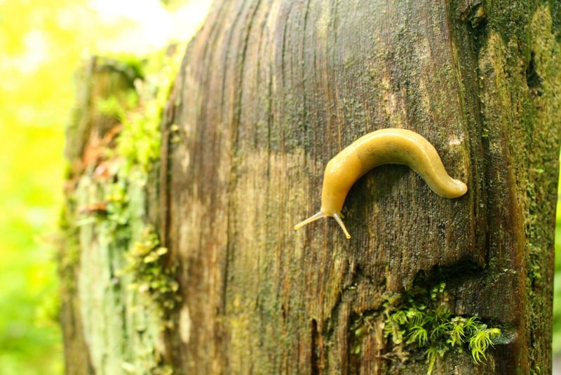 Hoh Rainforest Banana Slug