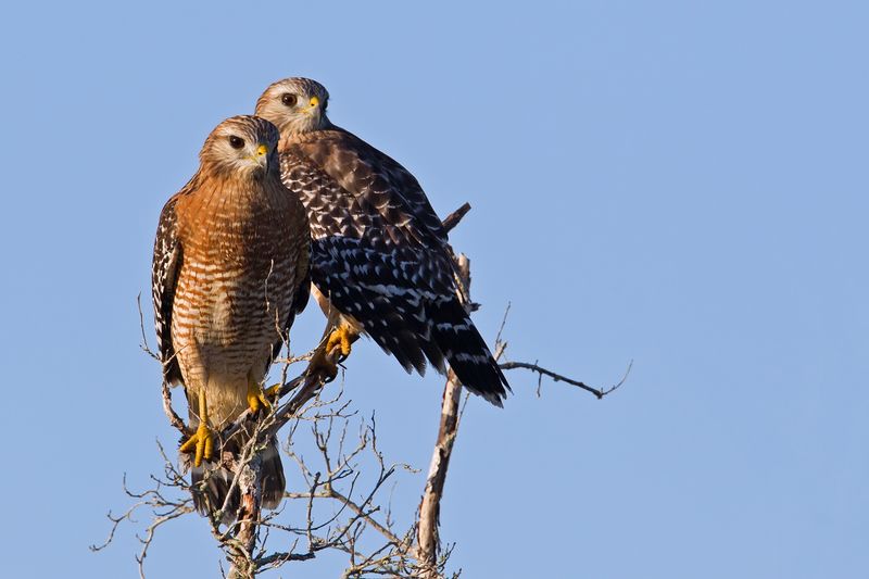 Red-shouldered Hawk