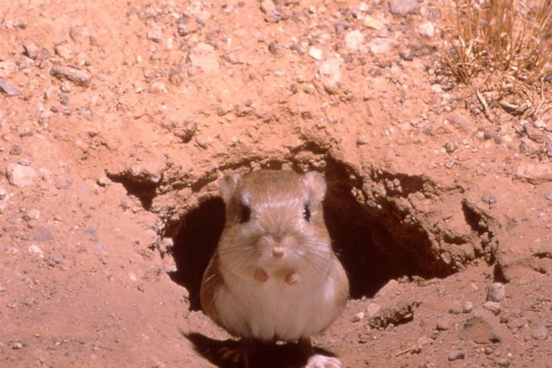 Kangaroo Rat
