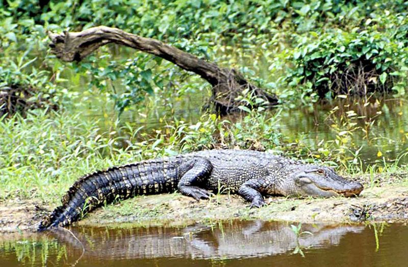 American Alligator