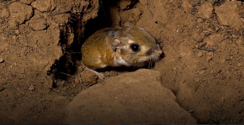 Kangaroo Rat