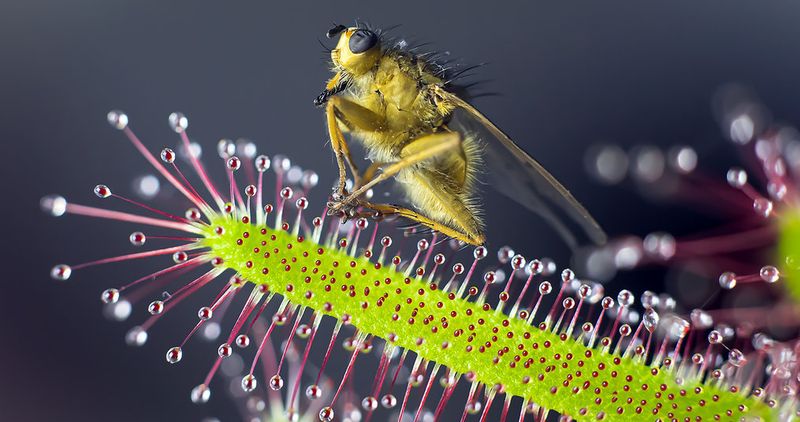 Carnivorous Plants