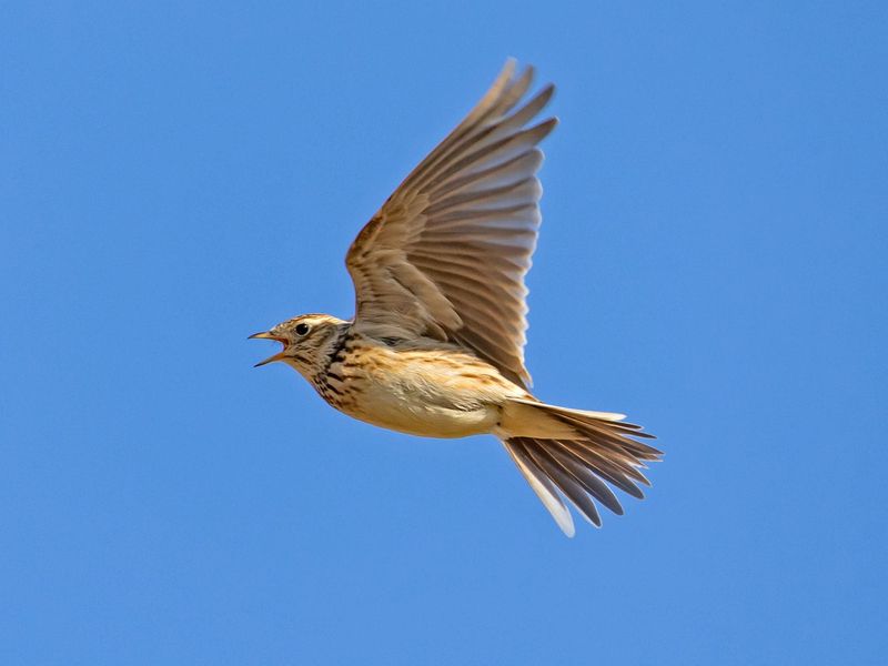 Skylark
