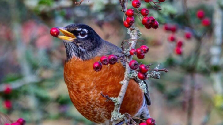 Robins Don’t Eat the Same Foods Year-Round—Here’s What Changes