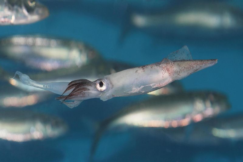 California Market Squid