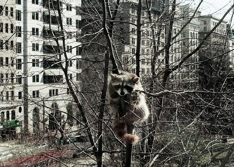 Raccoon
