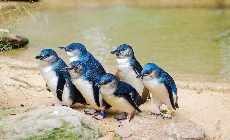 Little Blue Penguin