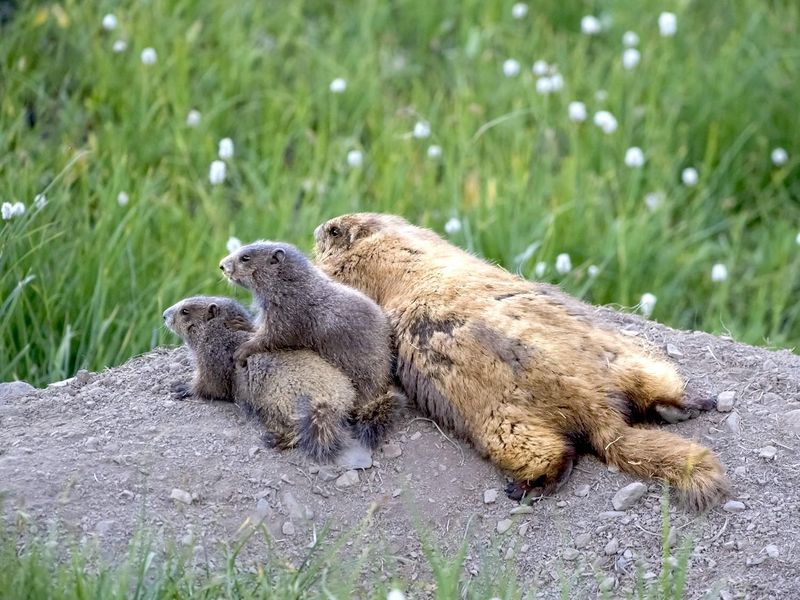 Olympic Marmot