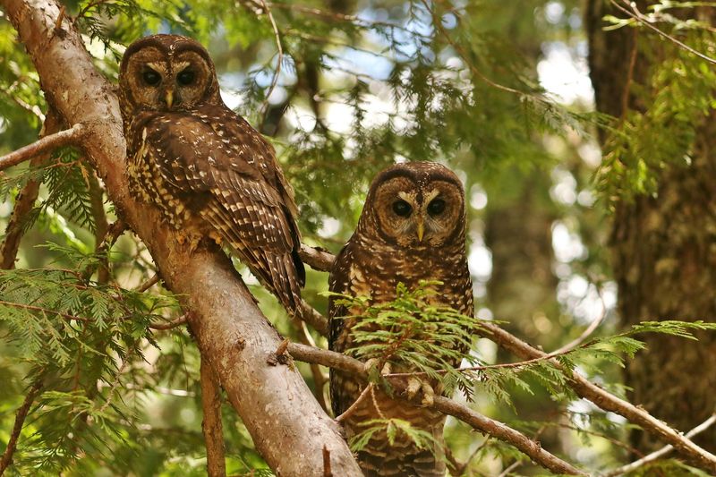 Northern Spotted Owl