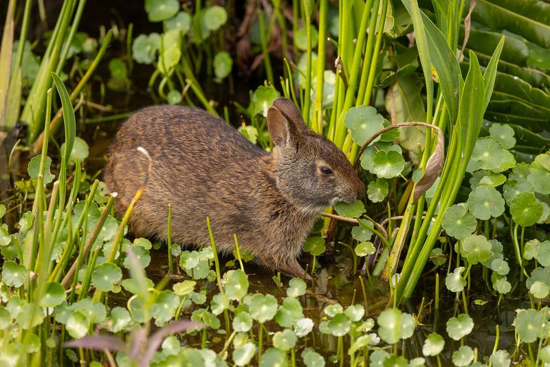 Swamp Rabbit