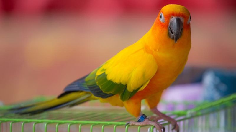 Conure