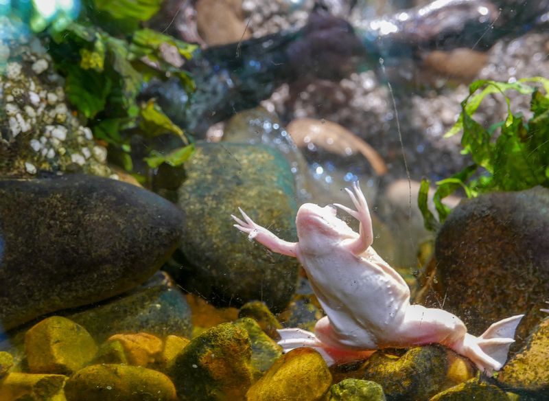 African Clawed Frog