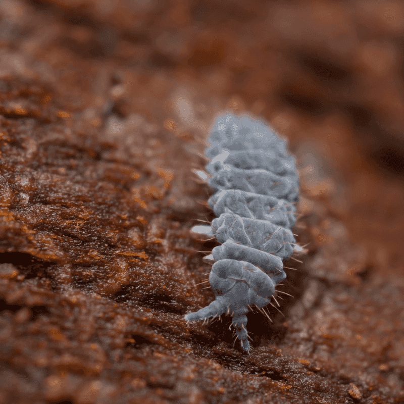 Springtails