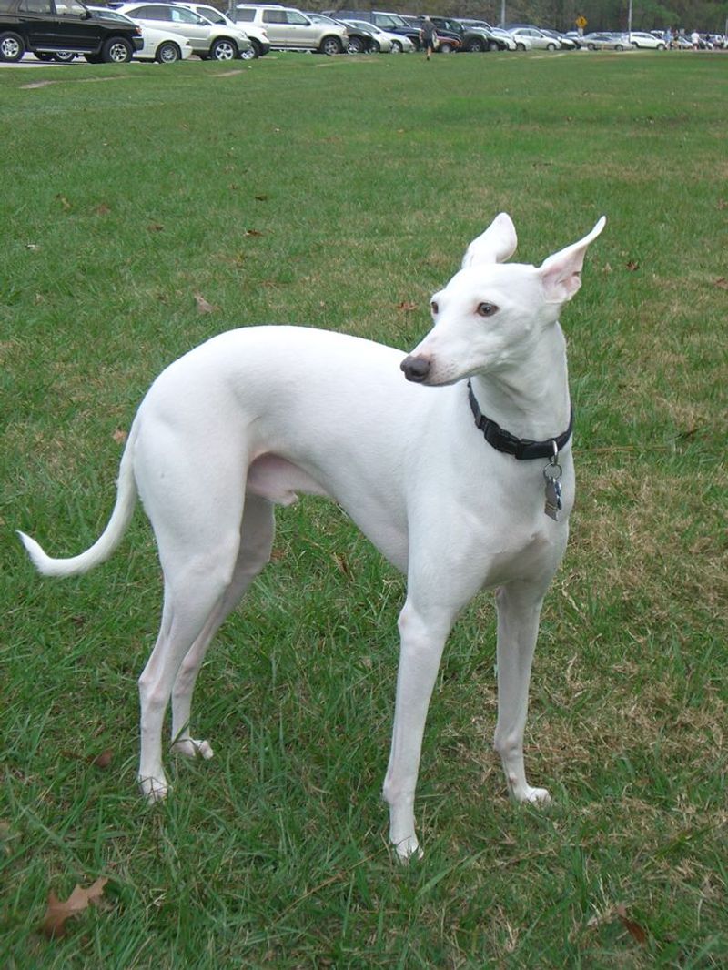 Whippet