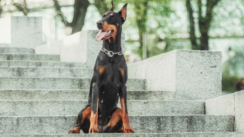 Doberman Pinscher