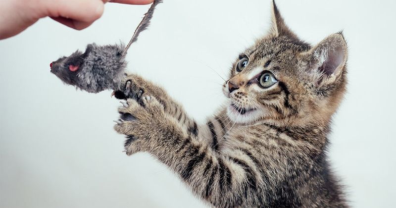 Playful Distraction