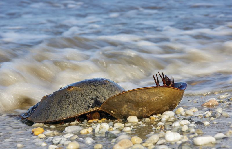 Horseshoe Crab