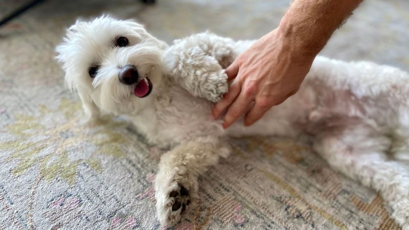 Showing Belly for Rubs