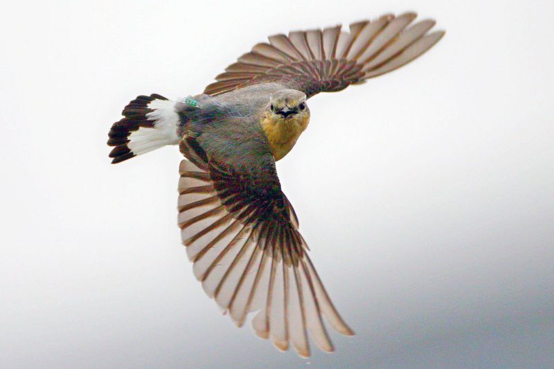 Northern Wheatear
