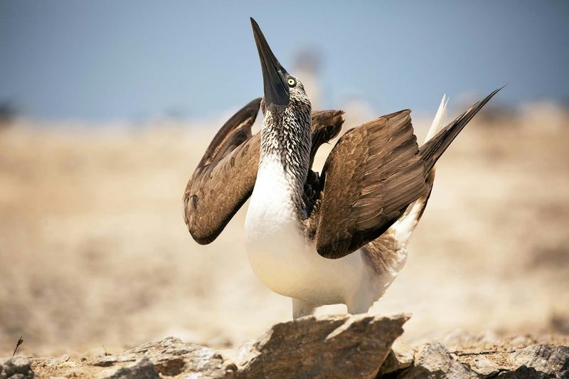 Blue-footed Booby