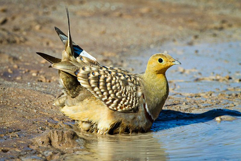 Sandgrouse