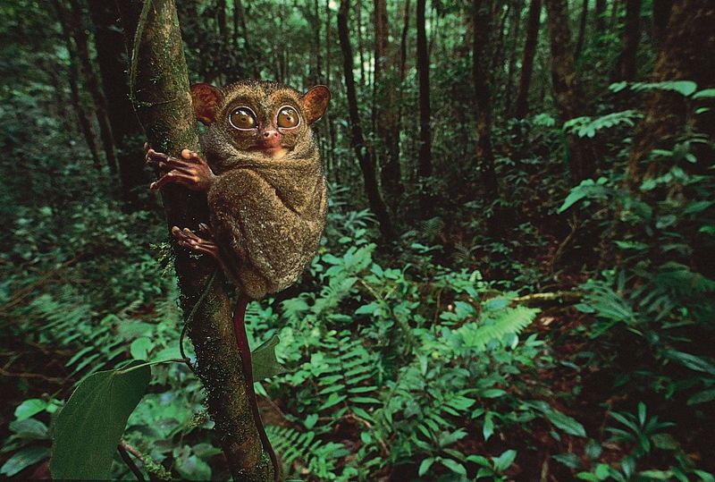 Tarsier