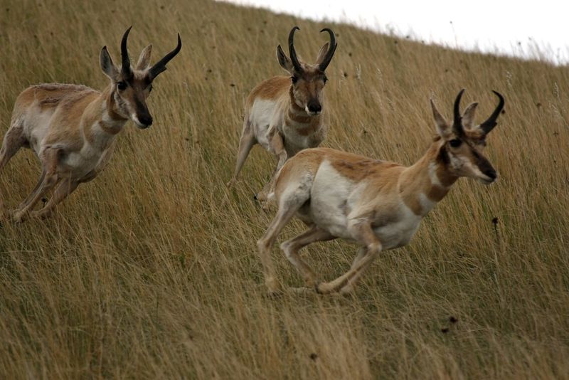 Pronghorn Antelope