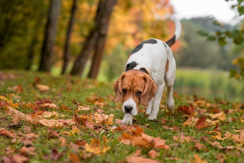 Beagle