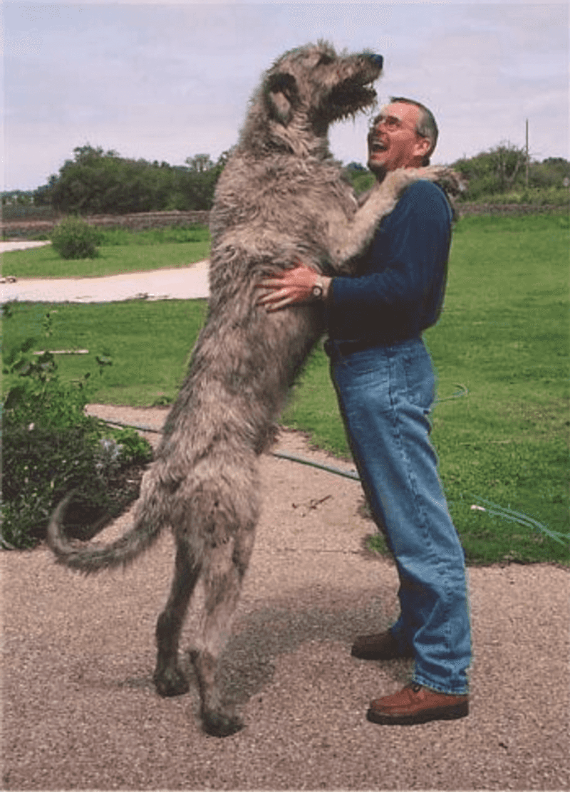 Irish Wolfhound