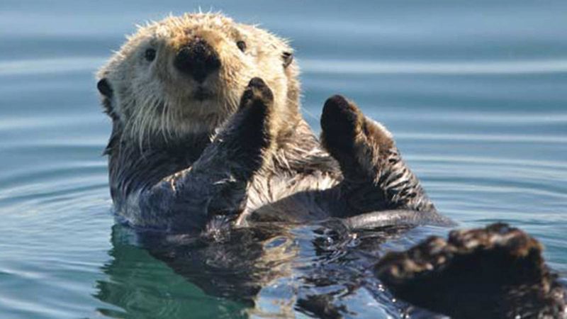 River Otter