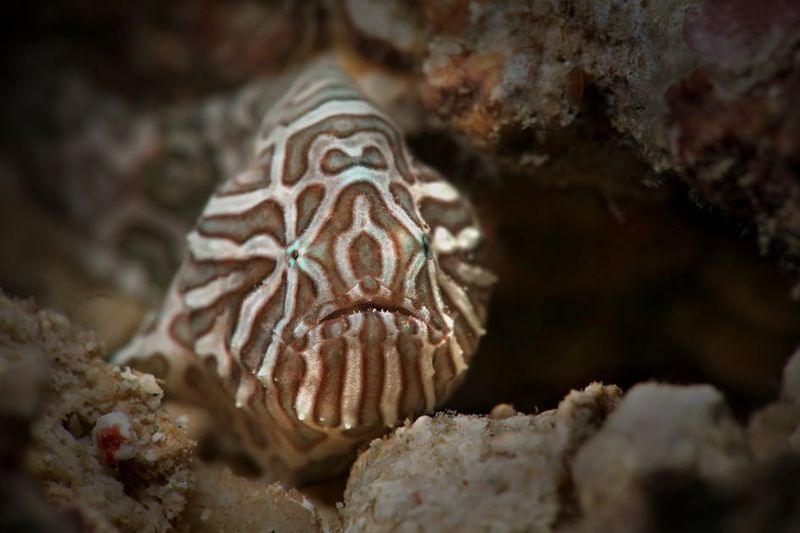 Psychedelic Frogfish