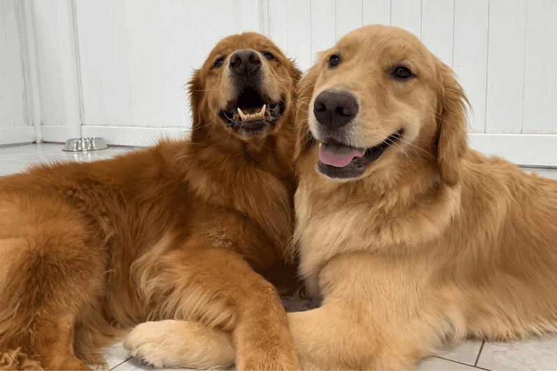 Peanut & Jelly