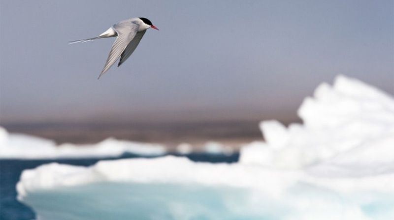 Arctic Tern