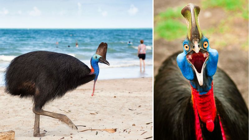 Cassowary
