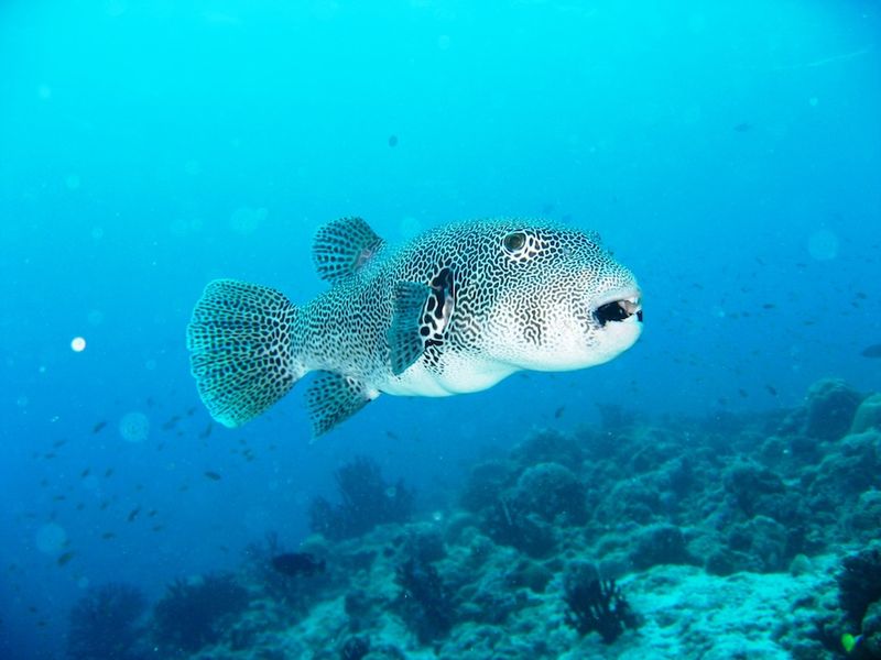 Pufferfish