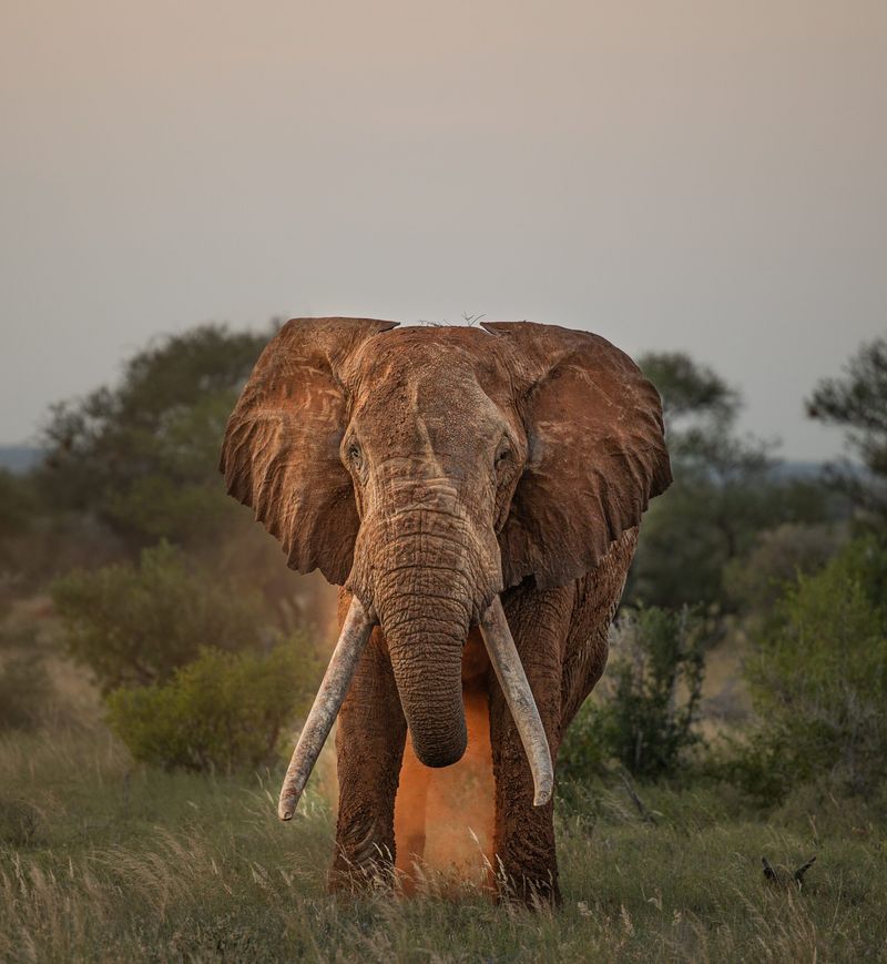 African Elephant