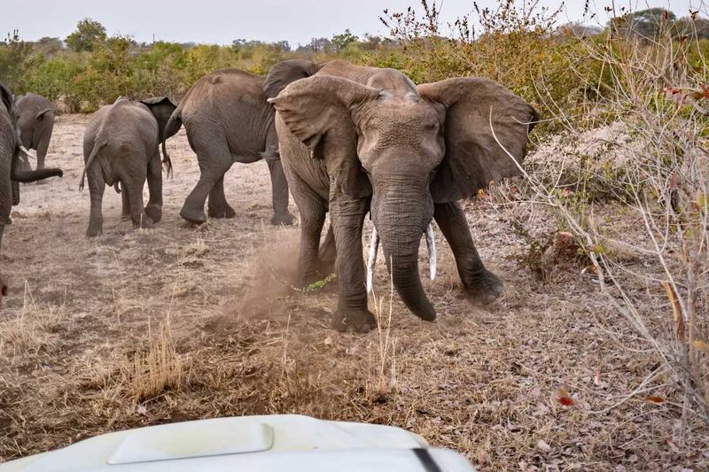 African Elephant