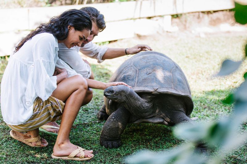 Aldabra Giant Tortoise