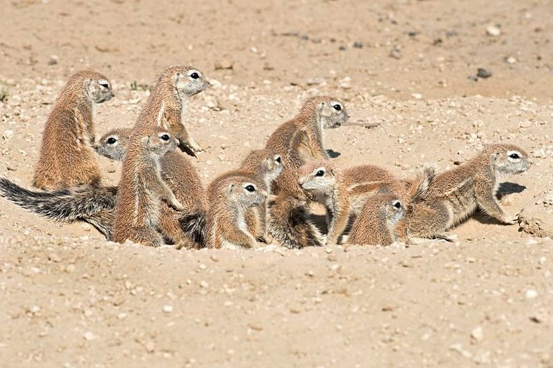 Cape Ground Squirrel