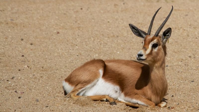 Dorcas Gazelle