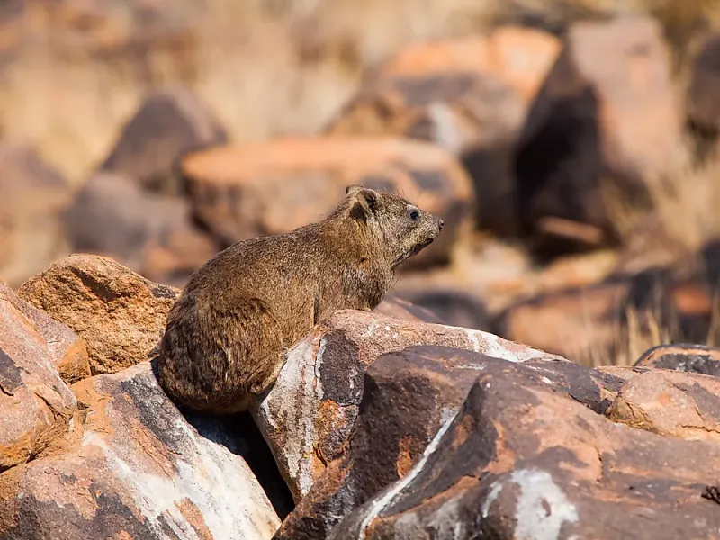 Cape Hyrax