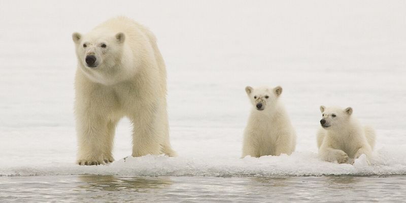 Polar Bear